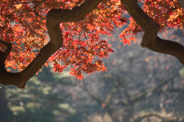 新宿御苑【日本庭園の紅葉】3
