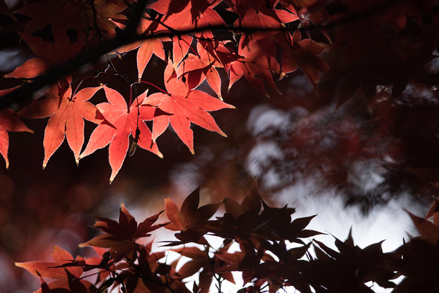 新宿御苑【上の池の紅葉】5