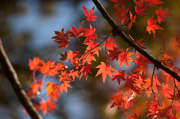 小石川後楽園【深山紅葉を楽しむ】1_5