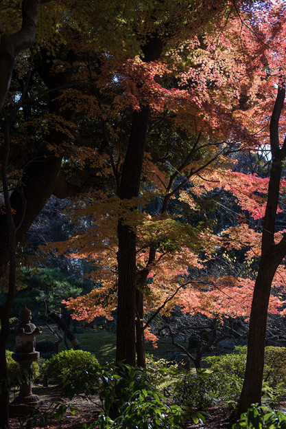 【旧古河庭園の紅葉】4