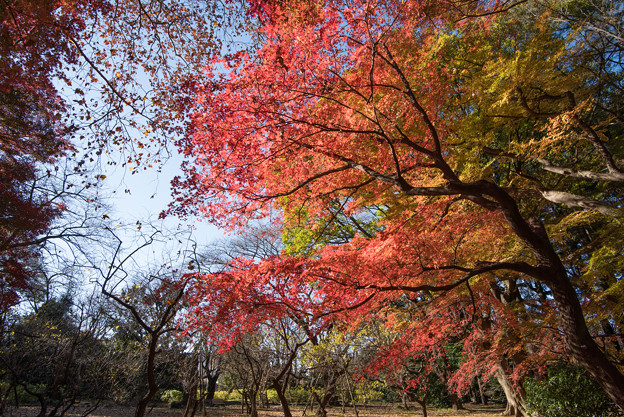新宿御苑【モミジ山の紅葉】2_1