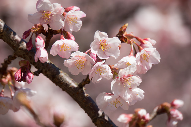 新宿御苑【寒桜】5
