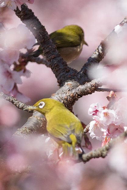 新宿御苑【寒桜とメジロ】7