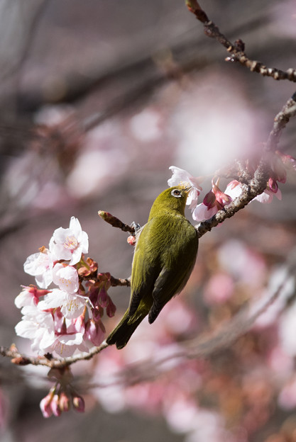 新宿御苑【寒桜とメジロ】10