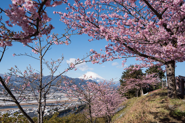 松田山【河津桜と富士山】2