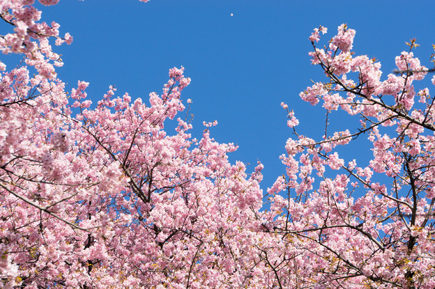 松田山【河津桜】1