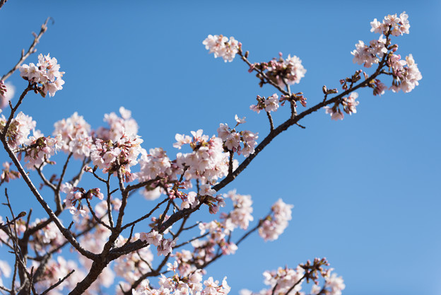 大船植物園【入口そばの玉縄桜】3