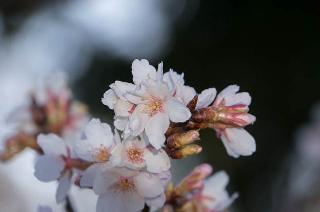 大船植物園【入口そばの玉縄桜】5