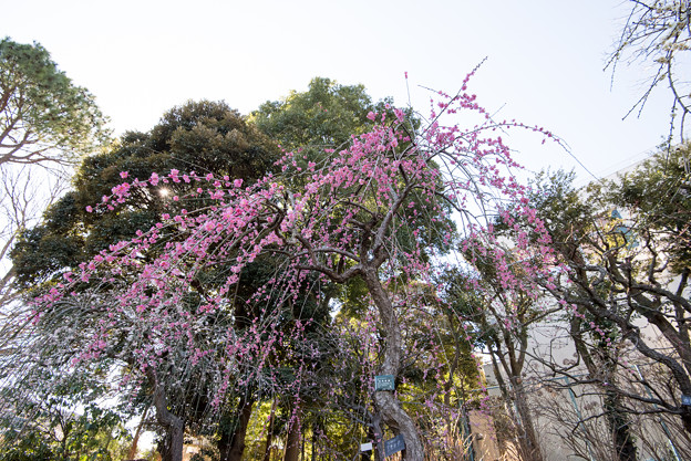 大船植物園【梅の花：玉光枝垂】