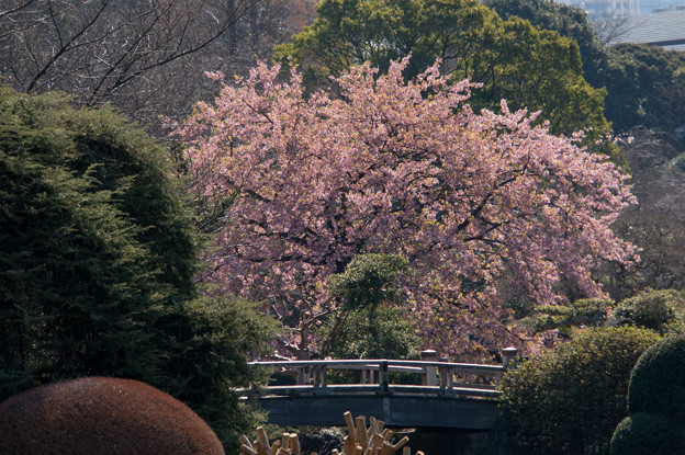 新宿御苑【中の池付近の修善寺寒桜】1