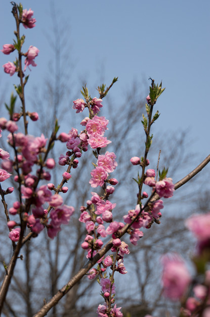 神代植物公園【ハナモモ：矢口】5