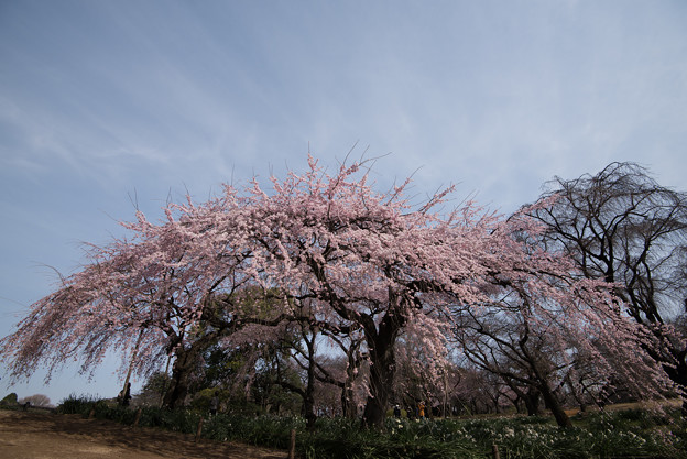 新宿御苑【桜：枝垂れ桜】2