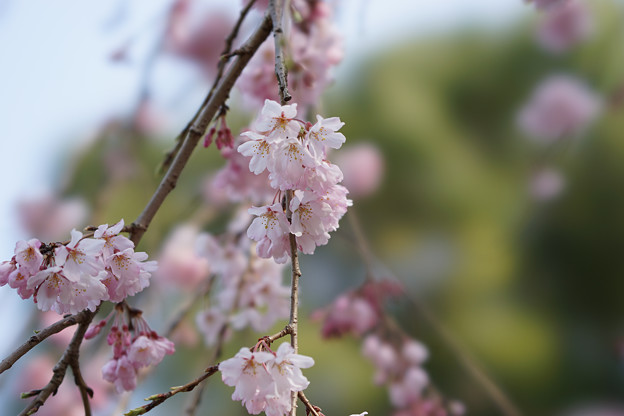 新宿御苑【桜：枝垂れ桜】8