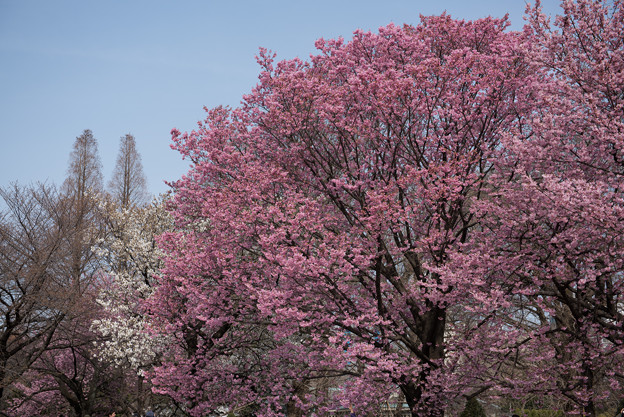新宿御苑【桜：陽光】2