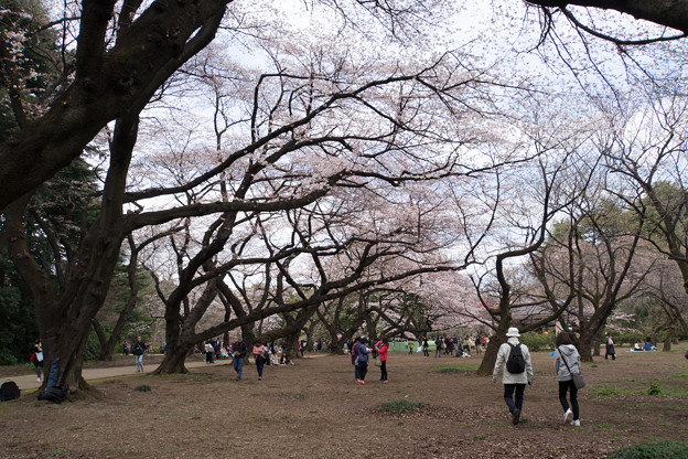 新宿御苑【桜林の様子】