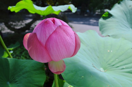 大賀蓮 蕾2014年07月30日_DSC_0005
