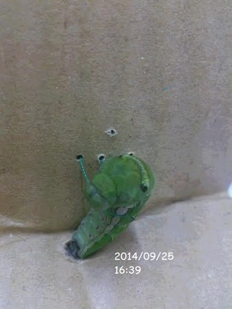 落下した蛹の救出方法unnamed1
