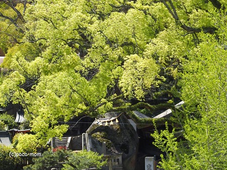 艮神社 うしとらじんじゃ P4170176