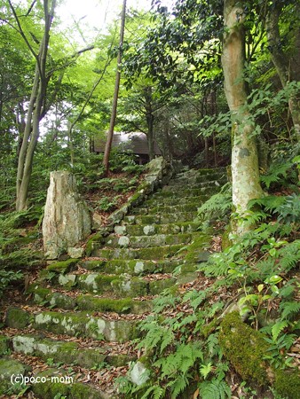 米原市 湖北 蓮華寺 P6190051