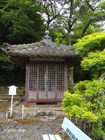 米原市 湖北 蓮華寺 P6190054