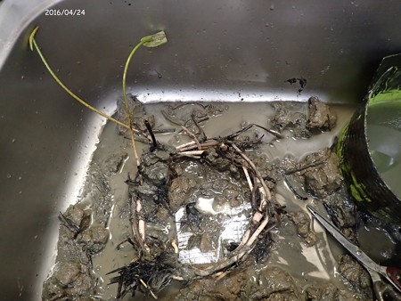 蓮を実生から育てる 植え替え P4240711