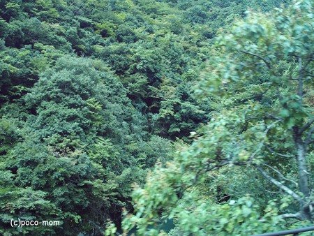 滋賀県余呉 P9250008