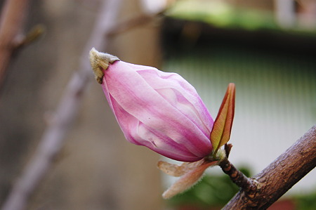 姫辛夷2010年03月22日_DSC_0522