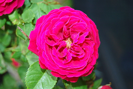 2010年05月14日_DSC_0367