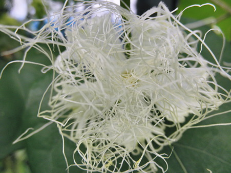 2010年07月11日_P7110353