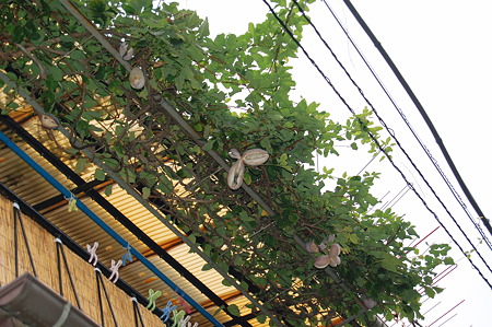 2010年11月07日_DSC_0254あけび