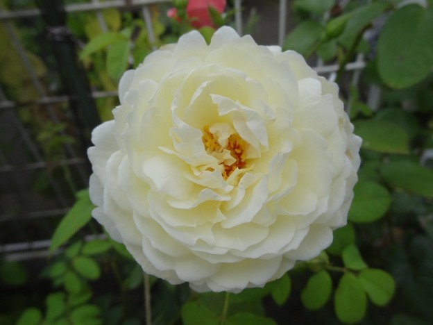 7kurea26071801