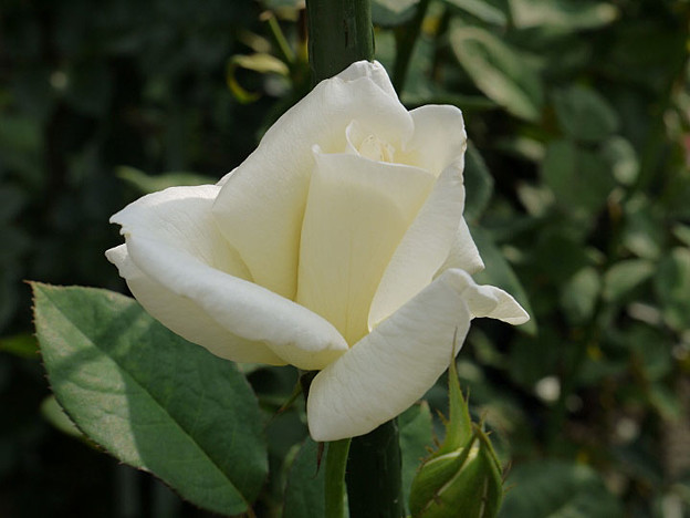 6kansha26072201
