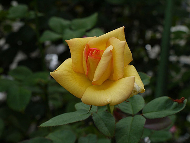 1paryu26072411