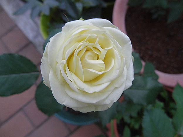 ceden26100401