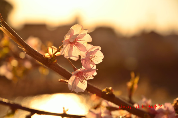 河津桜 夕日を浴びて 写真共有サイト フォト蔵