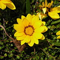 海辺のお花