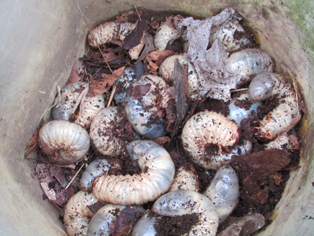 カブトムシの幼虫