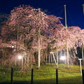 Photos: 般若院 夜桜