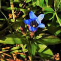 Photos: 竜胆