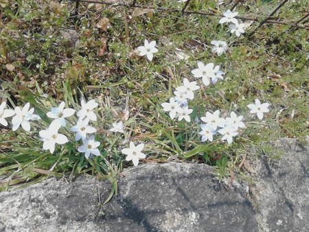 2017.3 墓参 ハナニラ 2