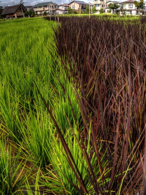 登呂遺跡水田 もち米と紫米 HDR