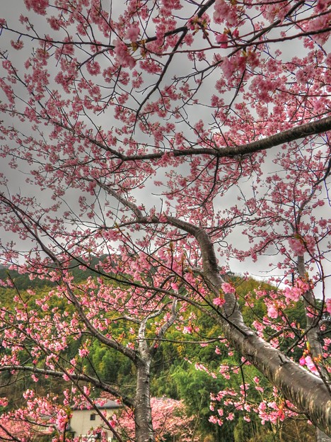 河津桜　峰橋～峰小橋(3)