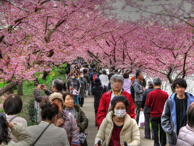 河津桜　館橋～浜橋間(1)