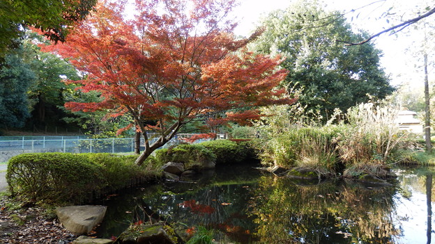 大和ふれあいの森の紅葉