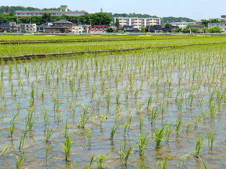 田植え、、