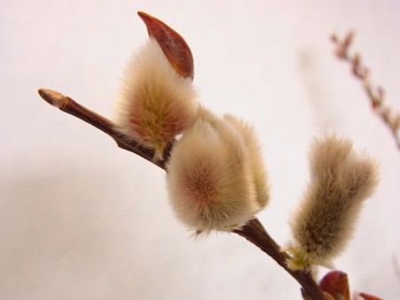 2011.3.6