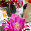孔雀No2
