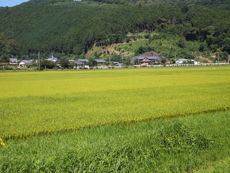 P7263545