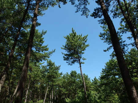 P9091747