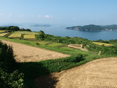 P8145226